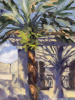 Palm Tree Shadows 8"x6"